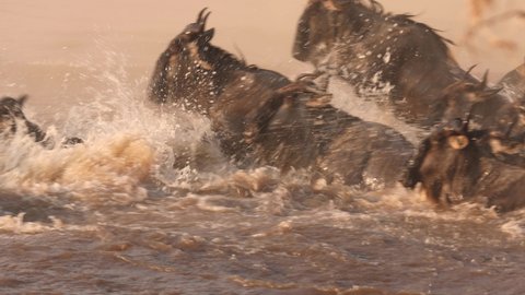 Great Wildebeest Migration crossing the Mara River, side shot, good light, Serengeti, Tanzania