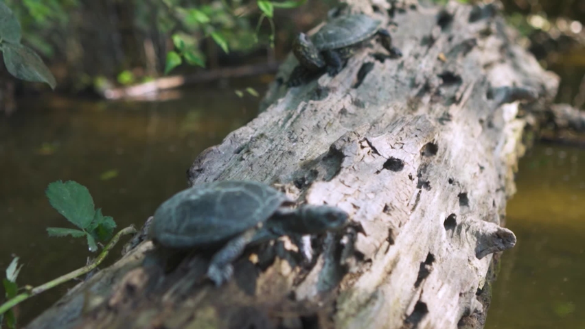 Turtle jump into water from a log