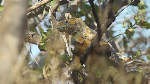 Bright Yellow Land Iguana Looking Around While Perched High in Tree Branch in the Galapagos Islands