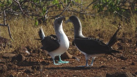 Blue Footed Booby Spreading Large Wings During Mating Ritual for Partner on North Seymour Island, Galapagos