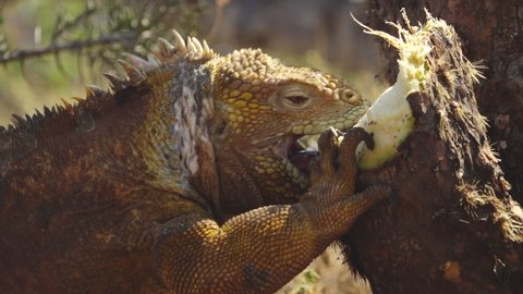 Yellow Spiky Land Iguana Eating Cactus Trunk in the Sun and Chewing on North Seymour Island, Galapagos