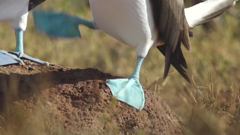 Blue-Footed Booby Colorful Feet During Mating Dance on Red Rock of North Seymour Island, Galapagos