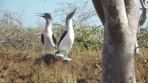 Blue-Footed Booby Mating Dance Lifting Colorful Feet with Partner on North Seymour Island, Galapagos