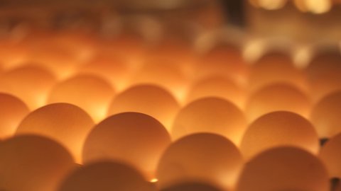 sorting and screening of eggs on a production line , close-up