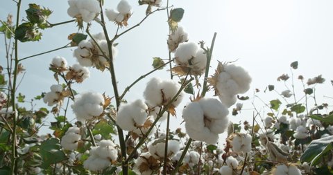 Beautiful cotton Bush on a background of sunlight, ready for harvesting. Cotton field .