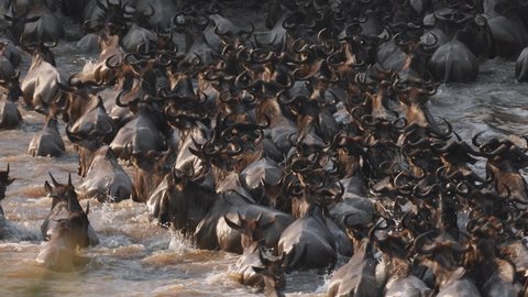 Great Wildebeest migration crossing the Mara River in the Serengeti Tanzania.  Big herd swimming across the river with closeup stable footage