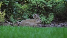 Rabbit in the garden Stock 4K Video