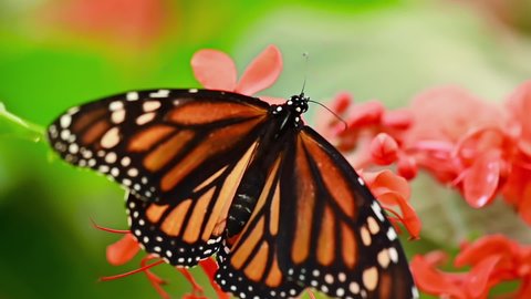 Tropical exotic Monarch butterfly feeding on red flowers, macro close up. Spring paradise, lush foliage natural background. High quality FullHD footage.