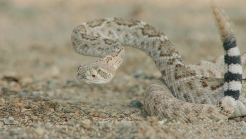 Sidewinder shaking its rattle, New Mexico, USA | Shutterstock HD Video #1060221116