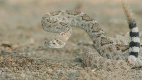 Sidewinder shaking its rattle, New Mexico, USA