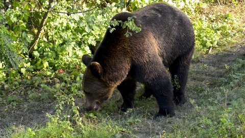 Big Brown bear in natural green forest. Wildlife scene