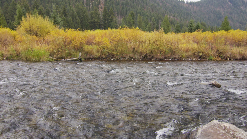 Looking across the Madison River at the colorful willows growing on the bank in Montana.