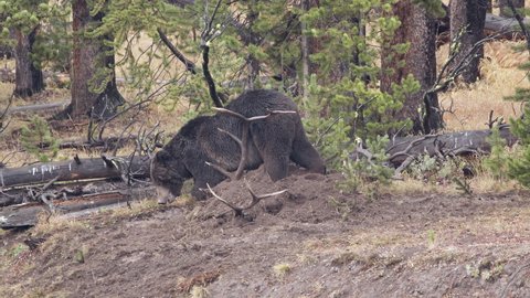 Grizzly Bear fake charges as it protects it prey it is burying in the dirt in Yellowstone.