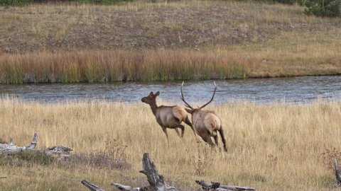 Bull Elk chasing after cow elk as it herds it in Yellowstone in grassy field along the Madison River.