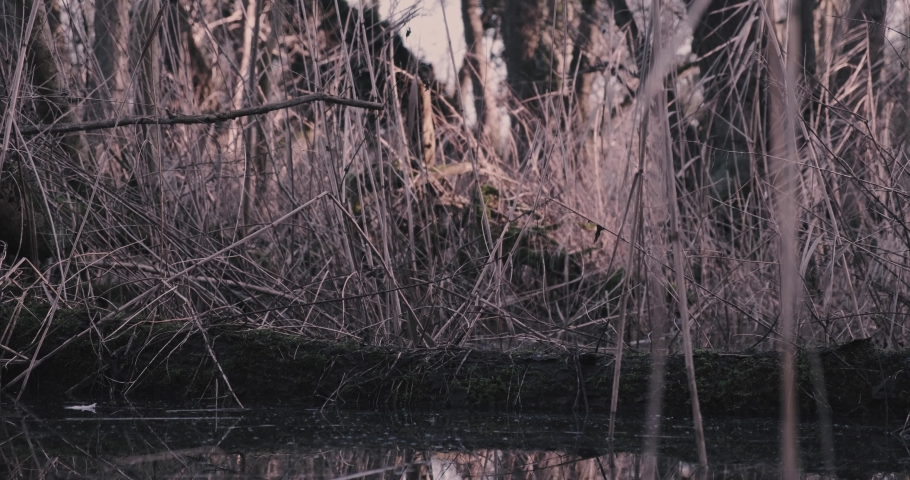 Fallen tree in marshland with a reflecton during sunset.
