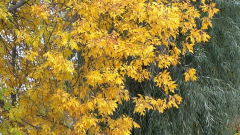 Beautiful different colors of autumn trees. Bright yellow and green foliage of diferent trees growing together outdoors.