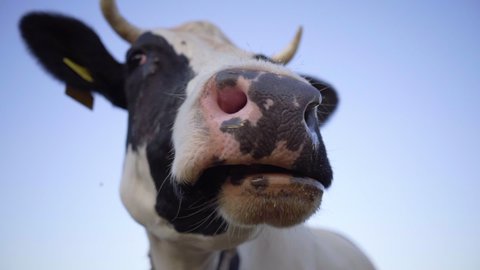Close-up Of Cow Chews Gum From Grass. Cow's Head With Horns Close-up  In  Background Of Sky. Cow Head Shot With Wide Angle Lens. Farm & Livestock