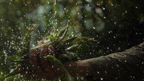 farmer washing freshly picked green beans outdoor. organic farming and small local produce concept. authentic beautiful video, fresh crops in farmer hands
