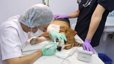 Dentist cleans the teeth of a dog with ultrasound device. Clean white teeth of the animal