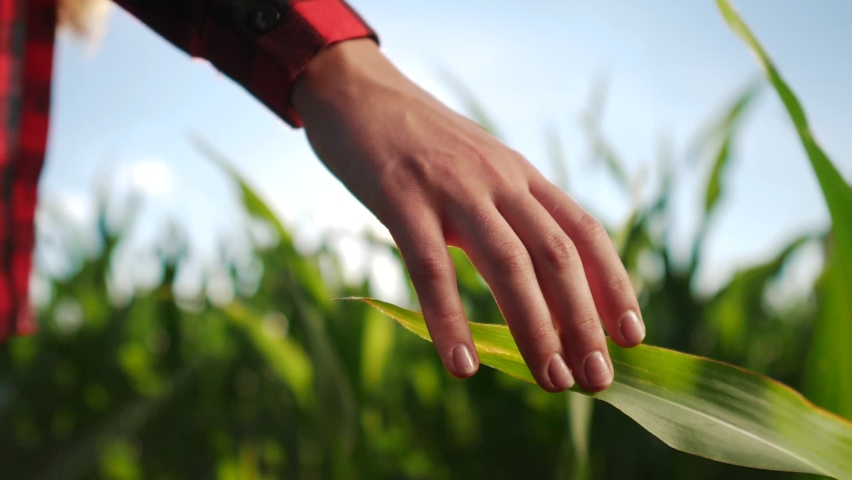 agriculture corn. environmental protection. girl farmer a hand touches pouring corn plants low on black soil. farmer hand checks the crop in agriculture. planet protect agriculture eco concept Royalty-Free Stock Footage #1060237559