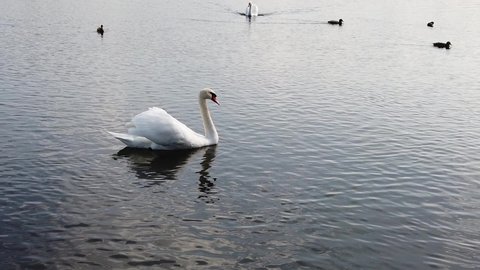 Swans and ducks swim in the lake. slow motion