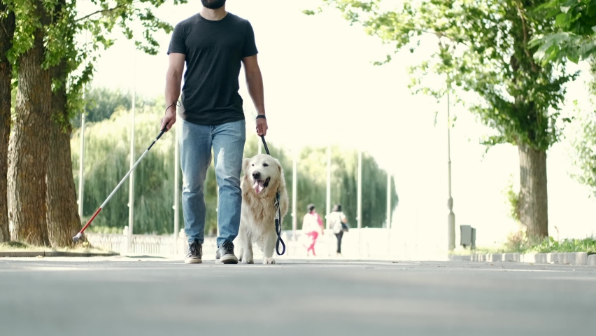 Blind attractive man walking with guide dog in park, good trained golden retriever. Royalty-Free Stock Footage #1060242065