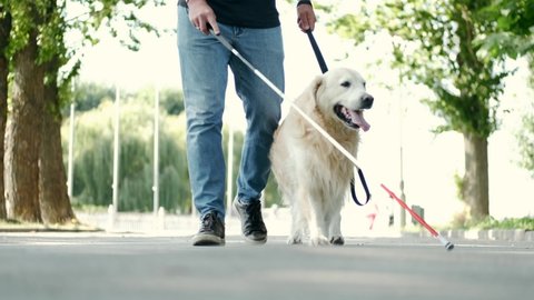 Blind attractive man walking with guide dog in park, good trained golden retriever.