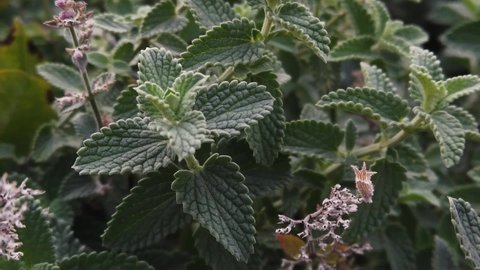 Slow motion HD. Dark green melissa plant leaves and inflorescences beautiful. Blooming healthy herbal leaf plant. Medicinal herbs to add to tea and make drinks and food. 