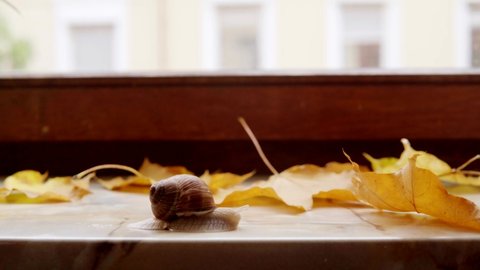 Autumn video with a snail on a background of yellow leaves	