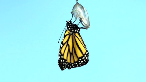4K HD video Close up of one Monarch Butterfly hanging from a chrysalis, wings slowly extending. Light blue background. 2x normal speed.
