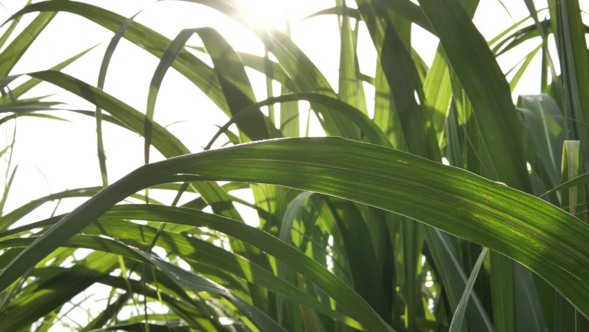 Close up sugarcane leaves with sunlight, Cane with sunset, organic agriculture Royalty-Free Stock Footage #1060250588