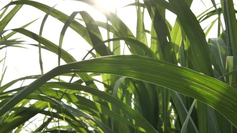 Close up sugarcane leaves with sunlight, Cane with sunset, organic agriculture