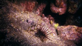 Marine inhabitants on seabed of La Palma Canary Islands in Atlantic ocean. Relax video about sea urchin in undersea world.