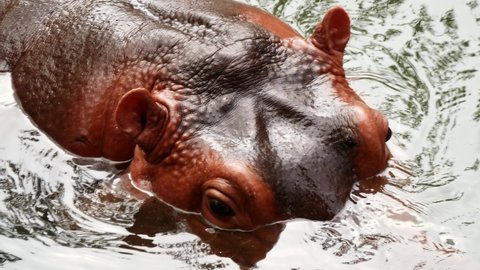 Hippopotamus enjoying diving in Fresh River Water.