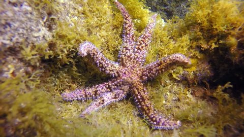 Starfish underwater on bottom of Atlantic ocean. Relax video about marine inhabitants of undersea world on seabed of La Palma Canary Islands. Macro video about sea star.