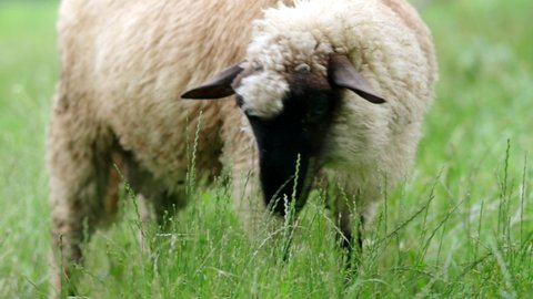 Young ram twitching, chewing and eating fresh green grass in the garden of farm in 4K VIDEO. Young sheep on pasture. Organic BIO farming, animal rights, back to nature concept.