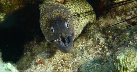 moray eel underwater close up head ocean scenery of fish hiding