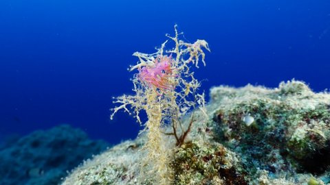 nudibranch flabellina nudi branch nudybranch  underwater slug ocean scenery