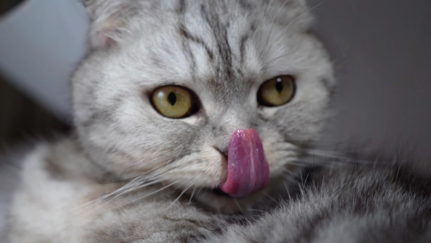 A thoroughbred Scottish Fold cat looks and licks its lips. Slowing down the movement of the cat's tongue. Hungry cat, eyes wide open