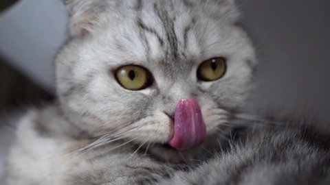 a thoroughbred Scottish Fold cat looks and licks its lips. Slowing down the movement of the cat's tongue. Hungry cat, eyes wide open