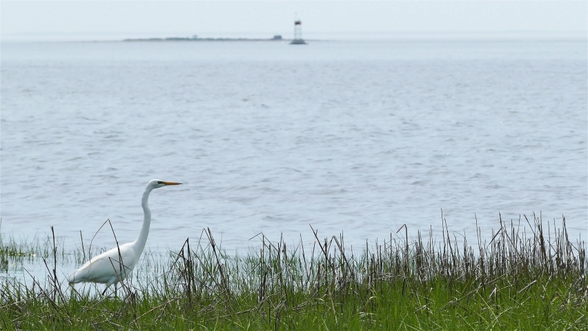 Great egret on beach in summer day