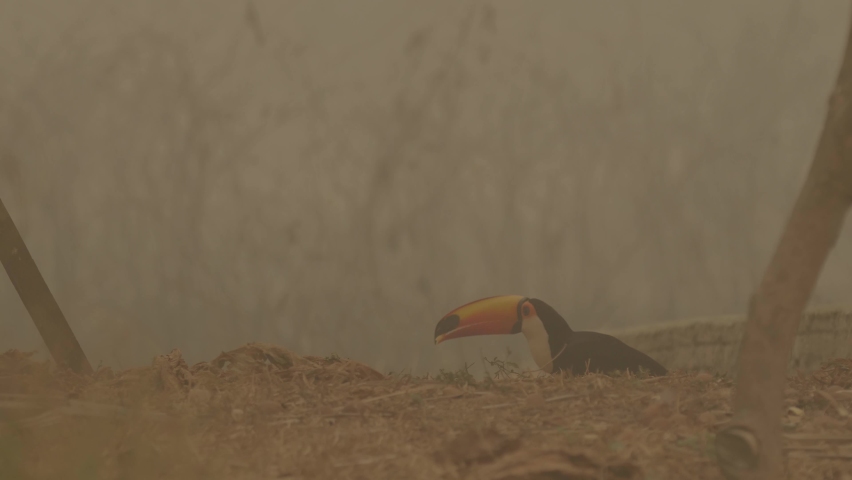 A surviving toucan at a smoky landscape in Brazil wildfires Royalty-Free Stock Footage #1060265048