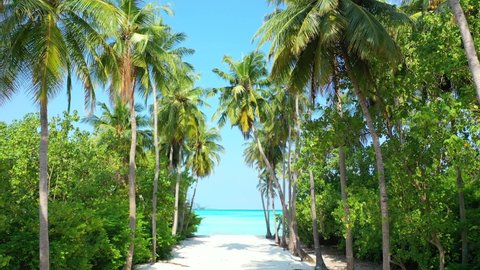 Tall palm trees bent over narrow sandy path between lush vegetation of tropical island until coastline with white exotic beach and turquoise lagoon in Maldives