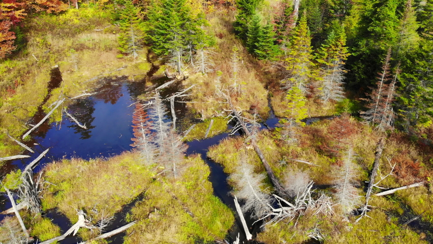 aerial footage of the trees in the fall in Stowe Vermont