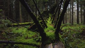 Hand held camera track on a fallen and mossy old tree trunk in the middle of a green boreal primeval forest in autumn. mystical twilight situation under high trees, natural daylight with copy space. - Powered by Shutterstock - Get 15% off with code: PIKWIZARD15