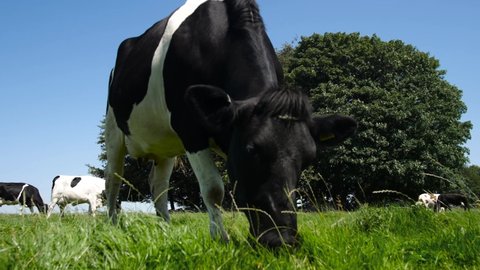 Close-up of a dairy cow enjoying green grass with a beautiful blue sky on a sunny day. 4K.