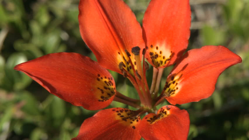 Western wood lily wildflowers in the Rocky Mountains of Canada