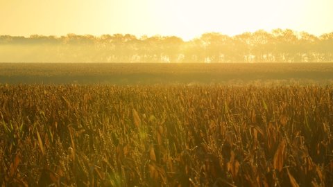 Beautiful Foggy Golden Sunrise Over Cornfield. Relaxing cinematic video background.