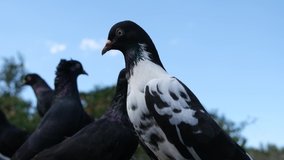 High flying pigeons