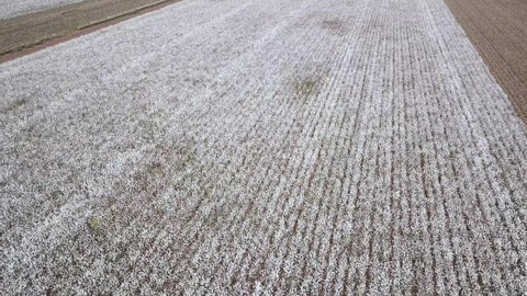 Large Cotton field. Cotton Plant before harvest.